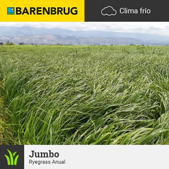Ryegrass Tetraploide Anual Jumbo