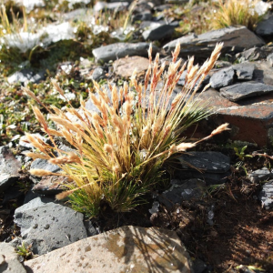 REVEGACIÓN MINERA CON CALAMAGROSTIS VICUNARUM