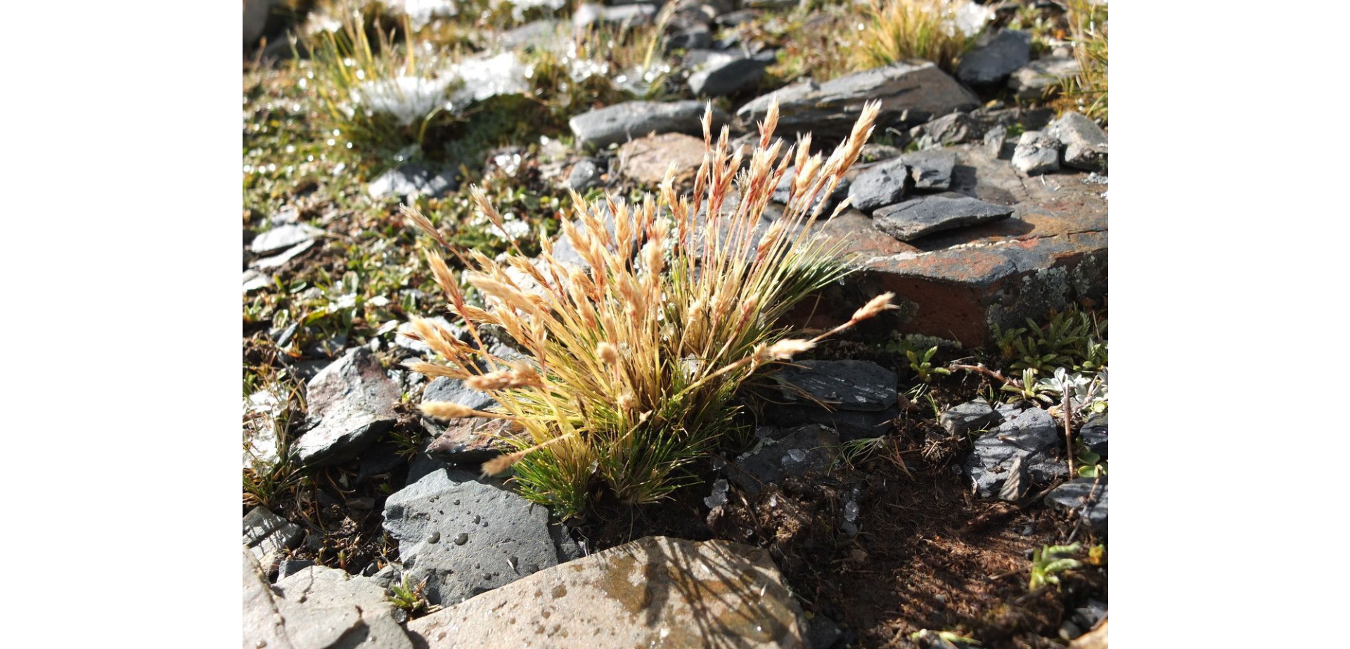 Revegación Minera con Calamagrostis vicunarum