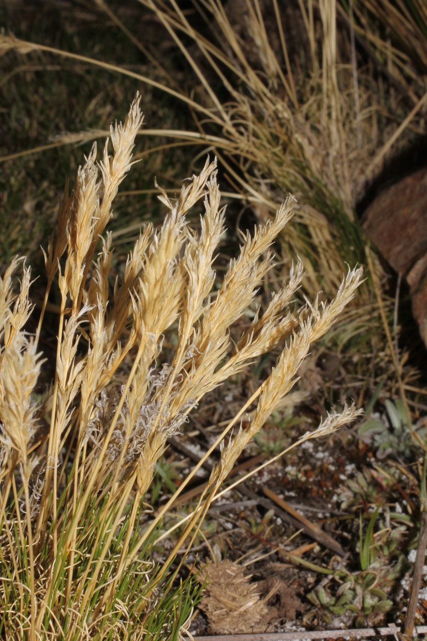 Revegación Minera con Calamagrostis vicunarum - Imagen 2