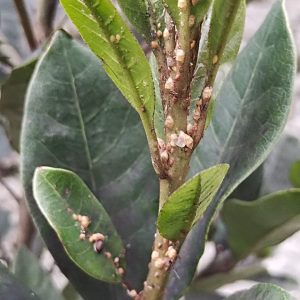 INSECTICIDAD PARA ELIMINAR ACAROS, QUERESAS