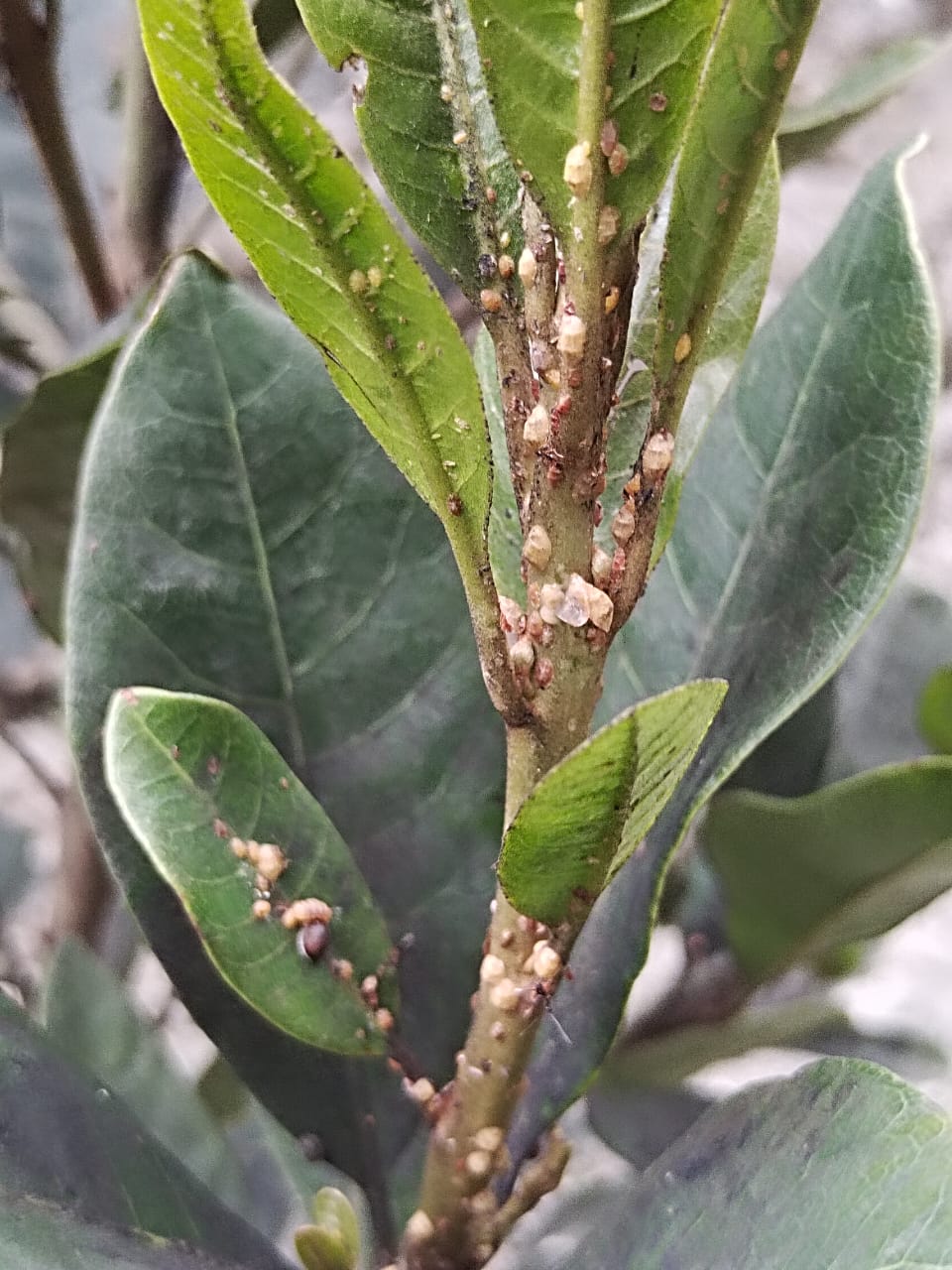 IMIDACROP Plaga Pulgones y Queresas - Imagen 2