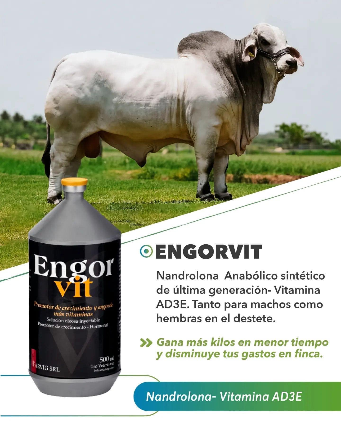 Engorvit 250 ml - Imagen 5