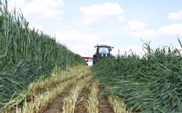 Cosecha de un campo de triticale
