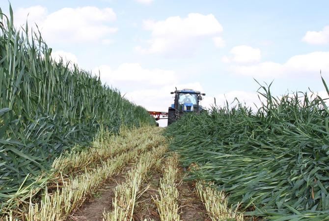 Cosecha de un campo de triticale
