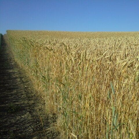 Semillas de Titricale - Imagen 8