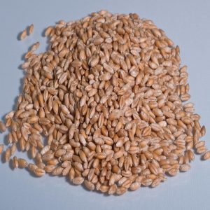 Semillas de Titricale