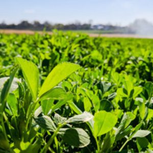 SEMILLA DE ALFALFA RANGER XL AMERICANO