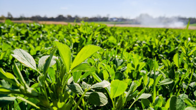 SEMILLA DE ALFALFA RANGER XL AMERICANO