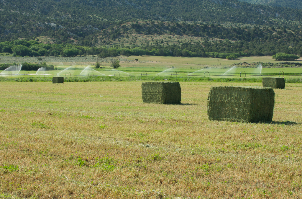 SEMILLA DE ALFALFA RANGER XL AMERICANO - Imagen 9