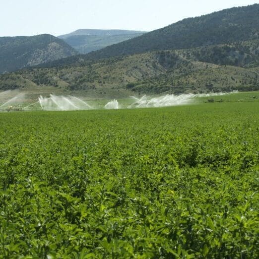 SEMILLA DE ALFALFA RANGER XL AMERICANO - Imagen 6