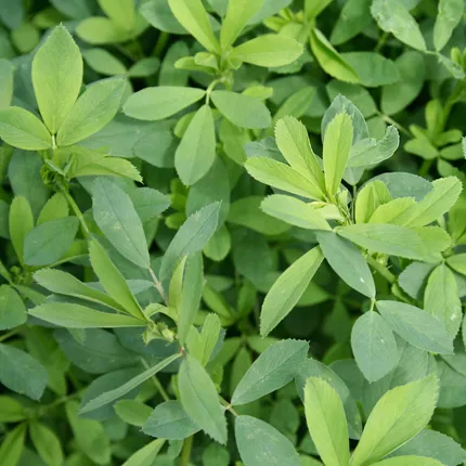 SEMILLA DE ALFALFA RANGER XL AMERICANO - Imagen 3