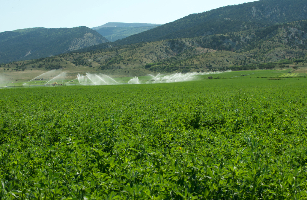SEMILLA DE ALFALFA RANGER XL AMERICANO - Imagen 4