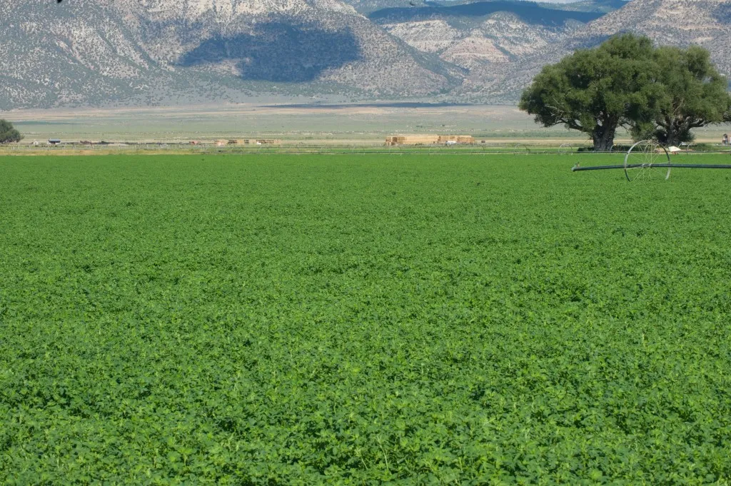 SEMILLA DE ALFALFA RANGER XL AMERICANO - Imagen 7