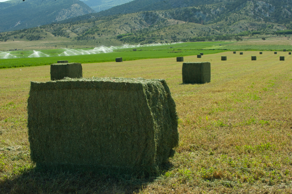 SEMILLA DE ALFALFA RANGER XL AMERICANO - Imagen 8