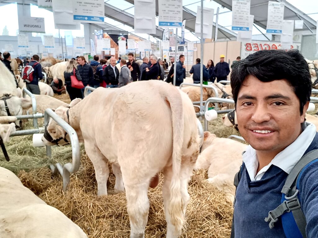 raza bovino charolais charoles