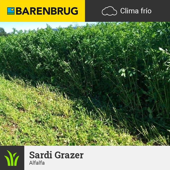 Semilla de Alfalfa SARDI 7 Series 2 – Alternativa moderna a la Moapa para la sierra - Imagen 2