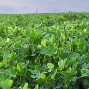 Semilla de Alfalfa PX1 – Alta producción para sistemas intensivos de corte