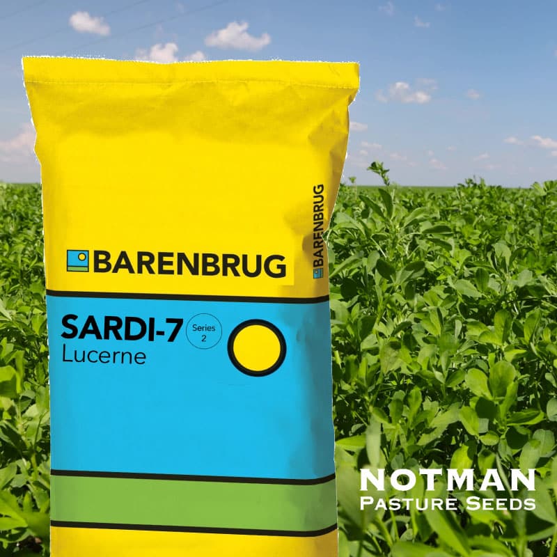 Semilla de Alfalfa SARDI 7 Series 2 – Alternativa moderna a la Moapa para la sierra