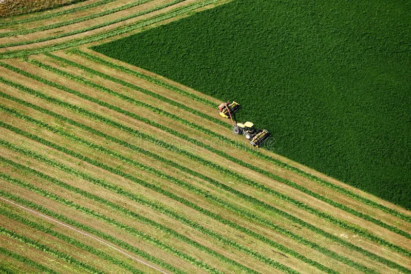 Semilla de Alfalfa SARDI 7 Series 2 – Alternativa moderna a la Moapa para la sierra - Imagen 5