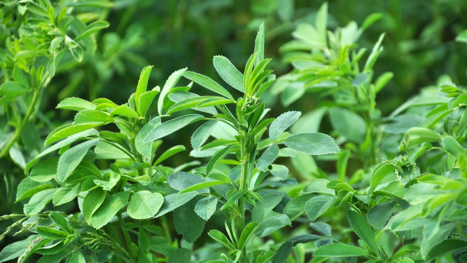 Semilla de Alfalfa SARDI 7 Series 2 – Alternativa moderna a la Moapa para la sierra - Imagen 4