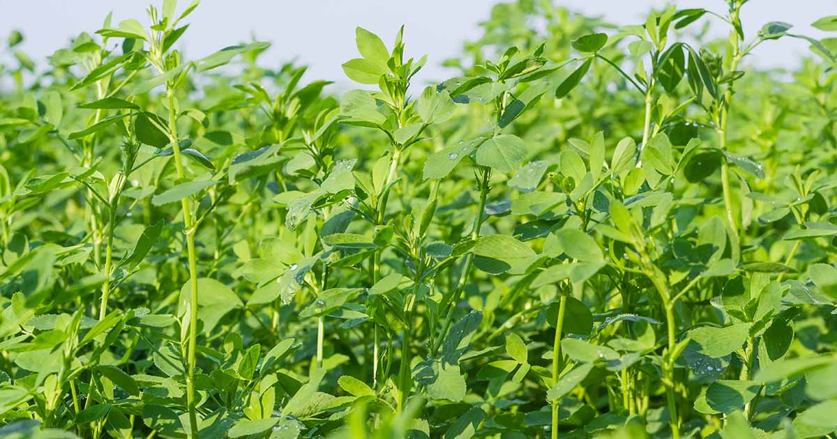 Semilla de Alfalfa SARDI 7 Series 2 – Alternativa moderna a la Moapa para la sierra - Imagen 3